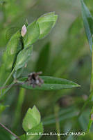 RRR0981 Zornia reticulata.jpg