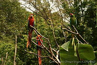 CEOV0015 Ara macao.jpg