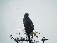 FIDP003 Buteo plagiatus.JPG