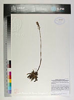 JAdNV0486 Galeoglossum tubulosum.JPG