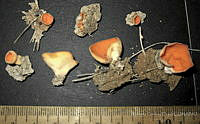 RGO0100 Aleuria aurantia.JPG
