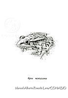 MARL0579 Lithobates montezumae.jpg