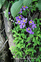 proy JF091 0453 Solanum dulcamaroides.JPG