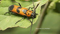 SM0235 Tylosis puncticollis.jpg