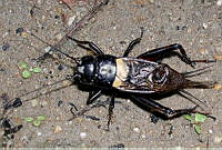 ZCS0013 Gryllus campestris.jpg