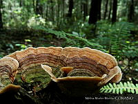 MMM001 Trametes versicolor.jpg