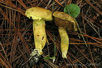 AKL0044 Pulveroboletus ravenelii.jpg