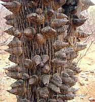 IRR 0189 Ceiba aesculifolia.jpg