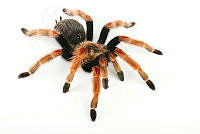 MASM08139 Brachypelma boehmei.jpg