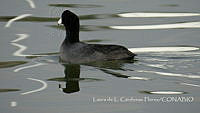 LCF0153 Fulica americana.jpg