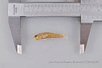 JARR1389 Awaous transandeanus.jpg