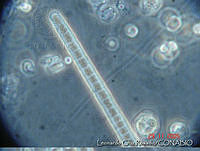 LCR0018 Planktothrix.jpg