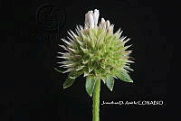 ME010 JA 00241 Melanthera nivea (L.) Small, 1903.JPG