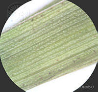 SL3943 Gibasis linearis ssp. linearis.jpg