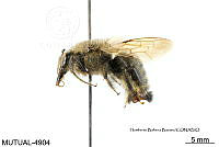 ME006 Abejas 0127 Xylocopa micheneri Hurd, 1978.jpg