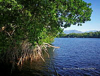 TE001 0231 Hábitat de Crocodylus acutus.jpg