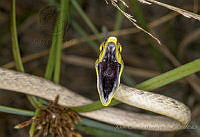 ACMM15 Oxybelis aeneus.JPG