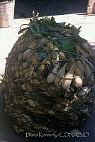 DK1716 Zea mays.jpg