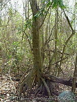 SHSM0009 Bravaisia integerrima.jpg