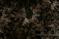 IDG1857 Danaus plexippus.jpg