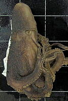 KT014 0109 Octopus hubbsorum (2).jpg