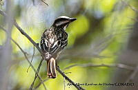 AAKVDH 0062 Myiodynastes luteiventris.JPG
