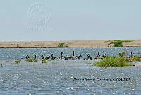 HJ6- 1736- Pelecanus occidentalis, Egretta thula, Anas discors.jpg