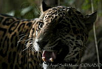 MASM02959 Panthera onca.jpg