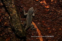 JCC0417 Sceloporus variabilis.JPG