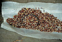 DK1531 Zea mays.jpg