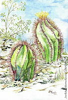 JMRM0026 Astrophytum ornatum.jpg