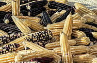 FBA0894 Zea mays.jpg