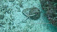 CCR 0014  Phataria unifascialis.jpg