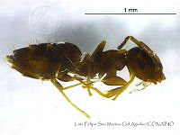 LFSMCA0094 Brachymyrmex patagonicus.jpg