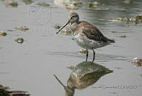MGaves 626 Limnodromus scolopaceus.jpg