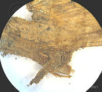 SL3941 Gibasis linearis ssp. linearis.jpg