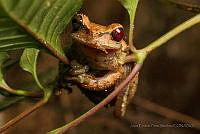 JEPS010 Plectrohyla sagorum.jpg