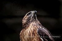 ZAPF0250 Buteo jamaicensis.jpg