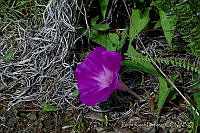 LRP1147 Mirabilis jalapa.jpg