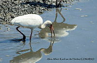 AAKVDH 0294 Eudocimus albus.JPG