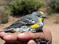 KMS0022 Setophaga coronata.jpg