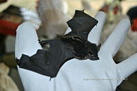 ME008 0319 Saccopteryx bilineata.jpg