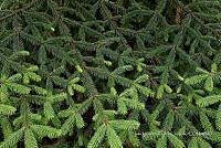 IMDOC Hong 0084 Pinus so..jpg