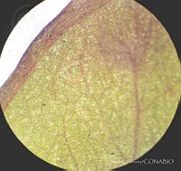 SL3920 Pinguicula oblongiloba.jpg