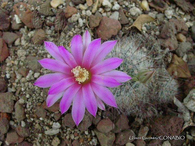UG0037%20Mammillaria%20longiflora.jpg.nyfMlvvzMUG9P5NhQA3g0JtbmFja29CbnFuZ3NAbXJ6LGtwZwA.Grxm6RfbD0