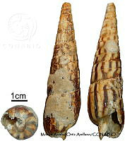 KT014 0866 Terebra strigata.JPG