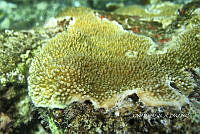 NE018 0790 Millepora.jpg