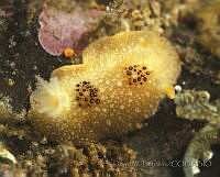 DP014-114 Thordisa bimaculata.jpg