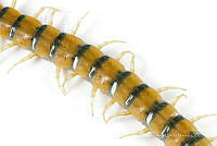 MASM07064 Myriapoda.jpg