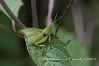 ZAPF0520 Sphenarium sp..jpg